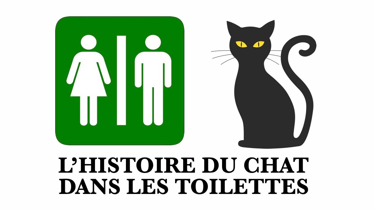 L histoire du petit chat dans les toilettes YouTube — free download