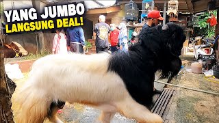 Update Harga Kambing Qurban Jumbo Di Jakarta Selatan | Berkah Mandiri Farm
