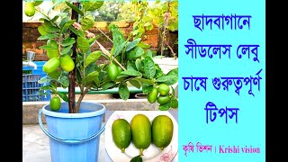 সীডলেস লেবু- ছাদ বাগানে টবে চাষের কৌশল/ Seedless lemon- tob cultivation on roof garden