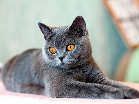 Как вывести блох у кошки?