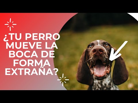Video: Parálisis De La Mandíbula En Perros