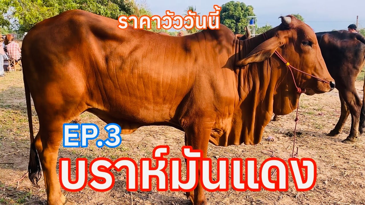 EP.3 #วัวบราห์มันแดงสวยๆ #วัวไทย #ราคาวัววันนี้ 5 มีนาคม 2569  #ตลาดนัดโคกระบือบ้านกุดหว้า #cow