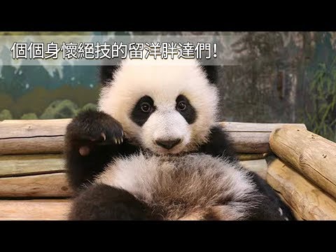 《超萌滾滾秀》第七十九期：個個身懷絕技的留洋胖達們！ | iPanda