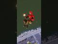 spider man 2 gameplay ps5 spiderman spider man 2 gameplay ps5 spiderman