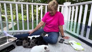 RUBY'S Schnoodle litter August 12, 2024