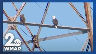 Volunteers wanted to monitor Bald Eagle chicks across Maryland
