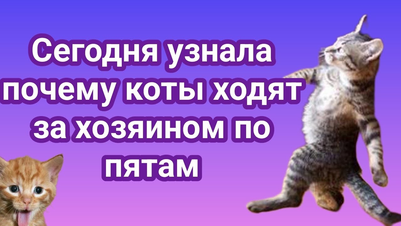 Сегодня узнала почему коты ходят за хозяином по пятам..Вы удивитесь