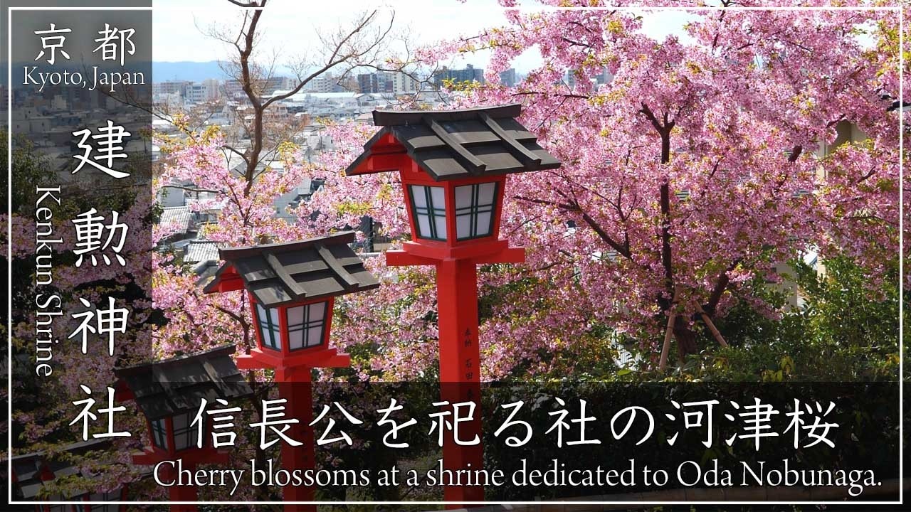 京都 桜の名所 〜建勲神社〜 信長公をお祀りする明治初期創建の神社。境内には河津桜、しだれ桜など知る人ぞ知る隠れた桜の名所です [No.660]