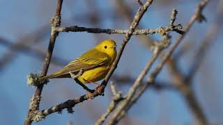 Upper Peninsula Warblers