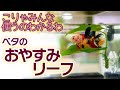 ベタ飼育の必須アイテム！？これがおやすみリーフか…！カワイイベタを見せびらかす動画 #アクアリウム #ベタ