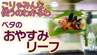 ベタ飼育の必須アイテム！？これがおやすみリーフか…！カワイイベタを見せびらかす動画 #アクアリウム #ベタ