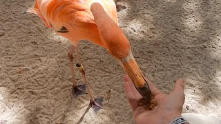 I FED A FLAMINGO!!!! - FLORIDA DAY 6 - VLOG #7