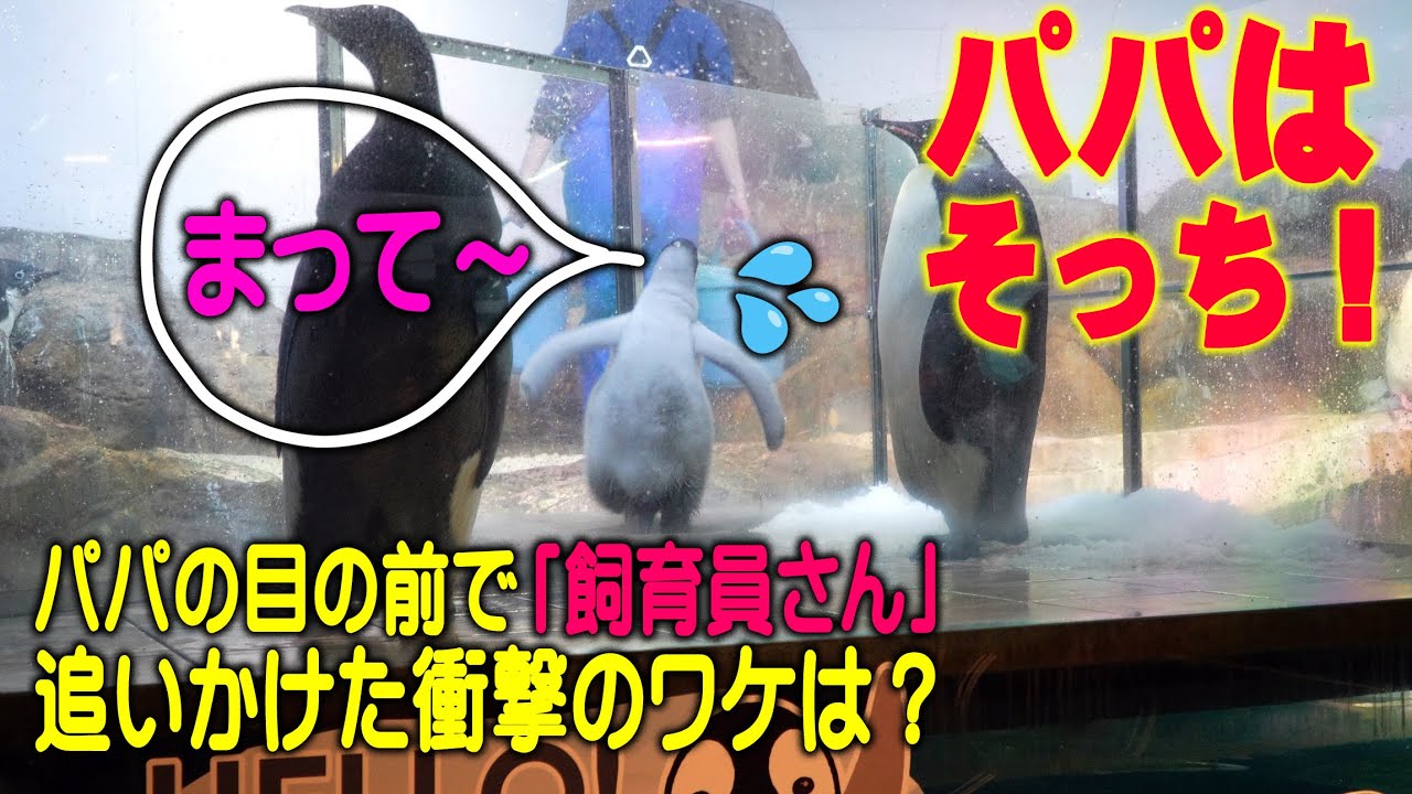 飼育員さんが去ると赤ちゃん号泣】赤ちゃんペンギンは飼育員さんを親と