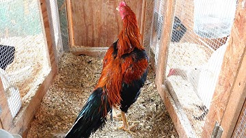 2022 Qaib Thaib Saigon