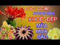 Những giống xương rồng khỏe đẹp, dễ trồng trong mùa mưa bão #cayxuongrong #xuongrongbmt