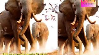 Download lagu Surah Al feel WhatsApp Islamic Status سورہ الفیل Surah Al feel WhatsApp Islamic Status سورہ الفیل