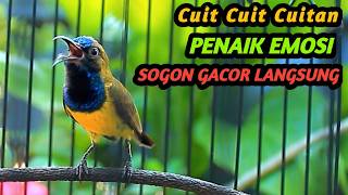 SOGON GACOR MANAPUN EMOSI LANGSUNG DENGAR CUITAN SOGON GACOR MEMANGGIL LAWAN INI