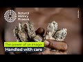 Jamaican Iguana Conservation Quiz