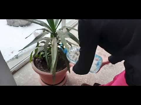 Video: Ձմեռային ծաղկող ցախկեռաս բույսեր - Իմացեք ձմեռային ցախկեռասի բուշի մասին