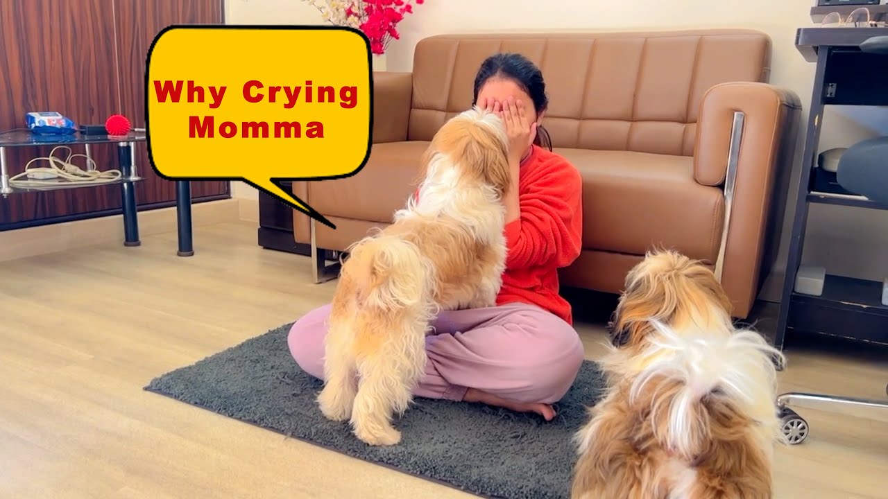 Fake Crying Prank With My Dogs | Shih Tzu Funny Reactions | Epic Reactions