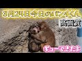 【最新3月24日（火）】今日のパンチくんをお届けします2026.3.24 市川市動植物園 #Punch the monkey #がんばれパンチ