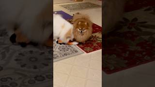 Pomeranian Playdate Goals Snuggle Bugs Morning Fun