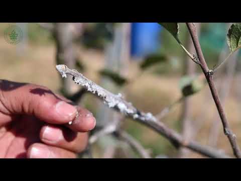 Video: Vilnas laputu kontrole: kā atbrīvoties no vilnas laputīm