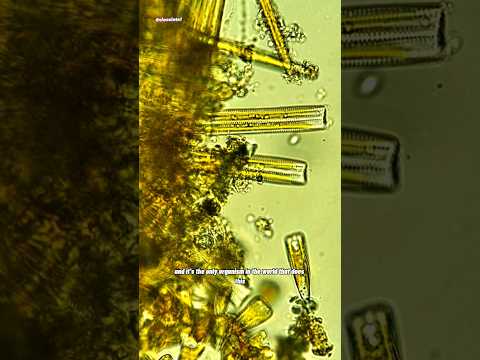 Video: Zijn diatomeeën fotosynthetisch of heterotroof?