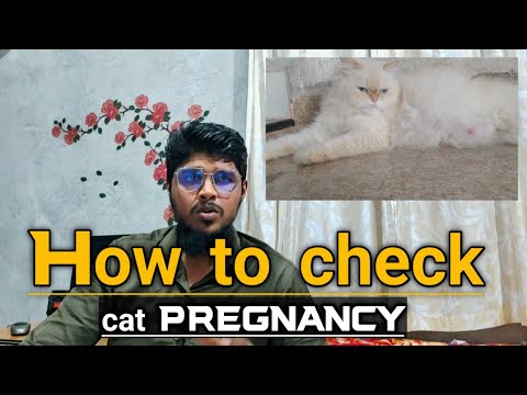 persian cat pregnant symptoms | persian cat pregnant