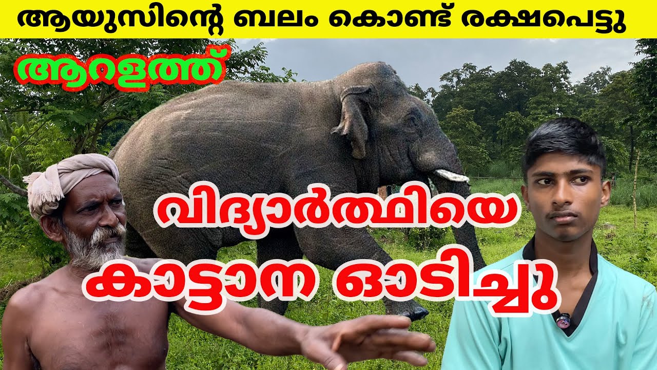 ആറളത്ത്  വിദ്യാർത്ഥിയെ കാട്ടാന ഓടിച്ചു ആയുസിന്റെ ബലം കൊണ്ട് രക്ഷപെട്ടു 