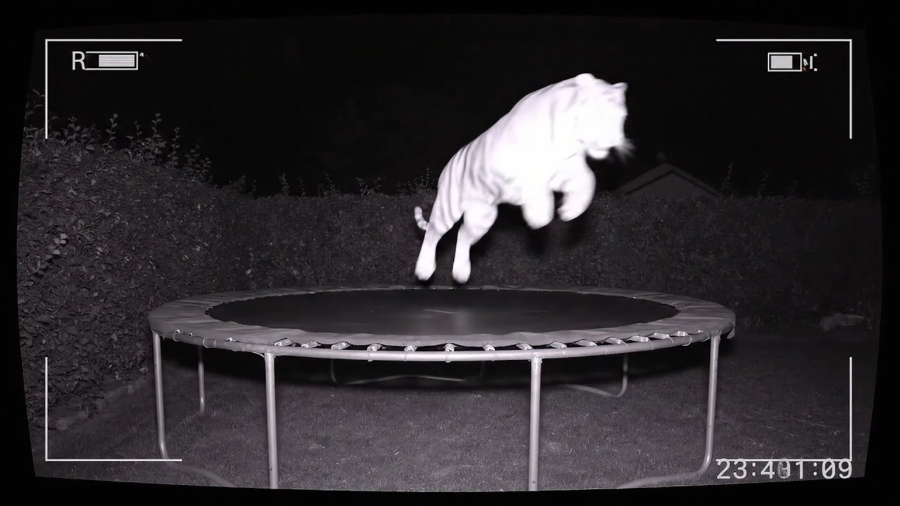 Funniest AI Video: Trampoline Zoo in the Backyard!