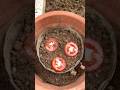 How I Grew Tomatoes from Grocery Store Tomatoes #garden #farming #beginner #growtomatoes #hack