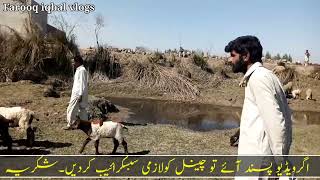 mundre Chatre for sale price in pakistan| Sheep farming in pakistan| مندرے چھترے 0309:6603455 by Farooq Iqbal Vlogs 86 views 1 year ago 1 minute, 28 seconds