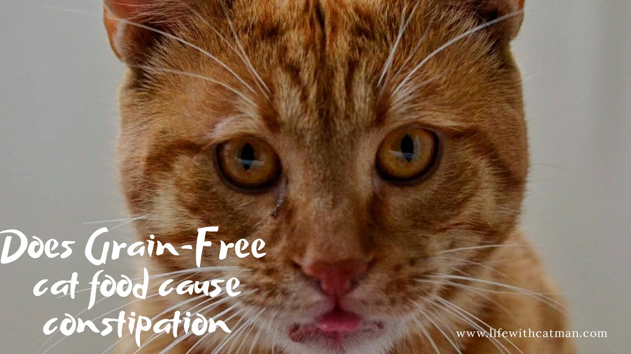 Does GrainFree Cat Food Cause Constipation YouTube