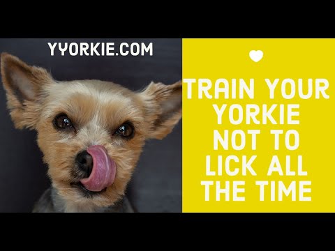 Video: Hva Er Standardvekten Til En Yorkie