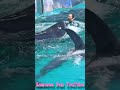 ラビーの美声にうっとり♥ #Shorts #鴨川シーワールド #シャチ #kamogawaseaworld #orca #killerwhale