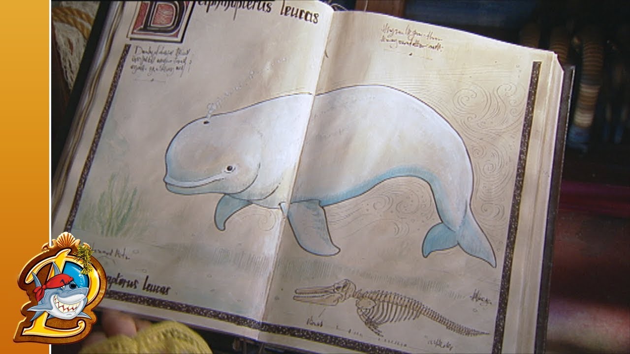 Witte walvis & walrus - Piet Piraat Wonderwaterwereld