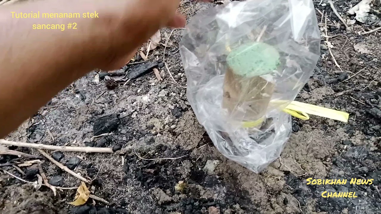 Mengapa sungkup penting untuk stek sancang?