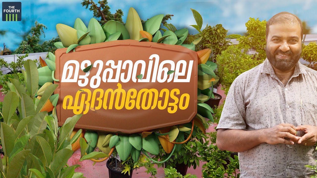 മട്ടുപ്പാവില്‍ കായ്ക്കാനൊരുങ്ങി ലക്ഷങ്ങള്‍ വിലയുള്ള മിയാസാക്കി | Terrace Farming | Miyazaki Mangoes