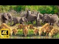 4k african animals aberdare national park  kenya wildlife  scenic wildlife film with real sounds