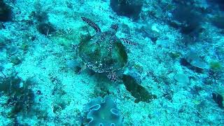 Island Escape screenshot 4