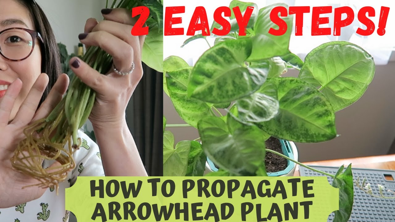 How to propagate Arrowhead plant Dec 2020