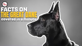 Unveiling the Graceful Great Danes!| The Great Dane in 1 Minute | AnimalSnapz by Animal Snapz 182 views 8 months ago 1 minute, 31 seconds