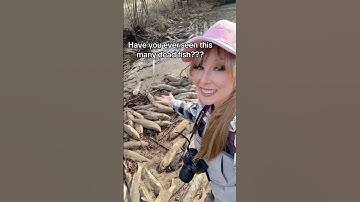 Spawning salmon aftermath. #salmon #chumsalmon #fishing #salmonfishing #spawningsalmon #fish #river