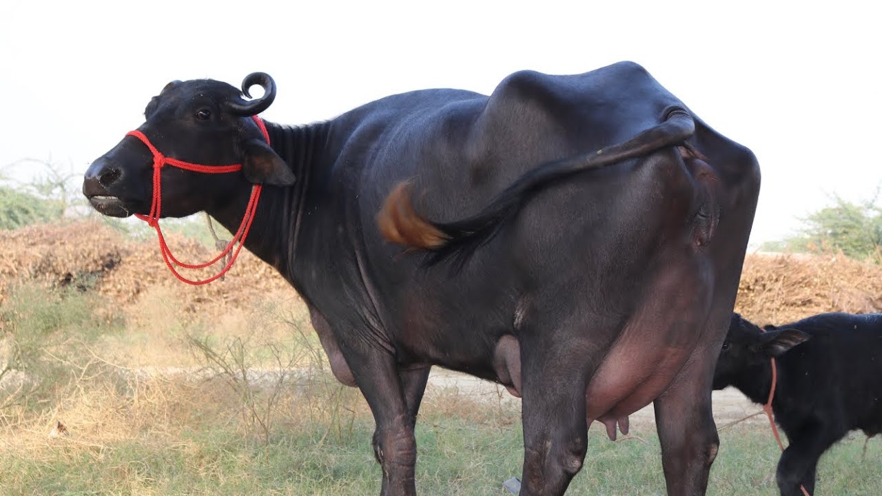 Murrah Buffalo With 2️⃣5️⃣ Kg Milk Capacity. Sansaniwal Dairy Farm