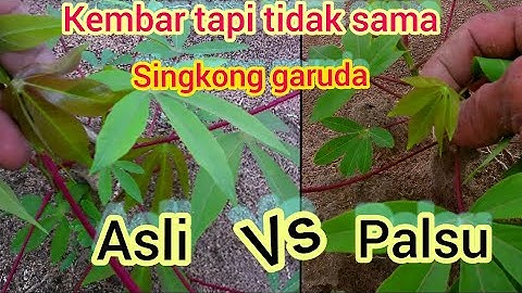 singkong garuda asli vs palsu