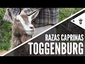 Toggenburg | Razas caprinas