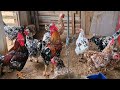 VANIO DA FEIRA MOSTRANDO AS NOVIDADES QUE COM PRO EM DOIS RIACHOS-AL E SEU CRIATORIO #NORDESTE