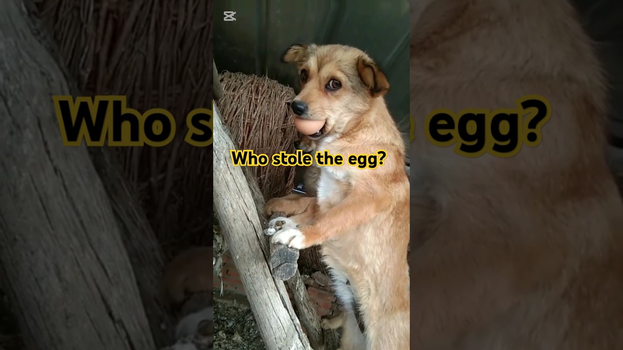 Who stole the egg? 