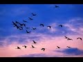 Cranes - Autumn migration of birds. David Attenborough's opinion.